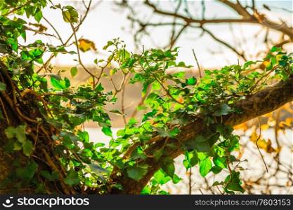Green ivy growing climbing up on a tree branch outdoor