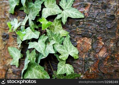 Green ivy growing on a dark bark