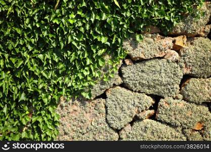 Green ivy leafes lichen and moss in stone rock background