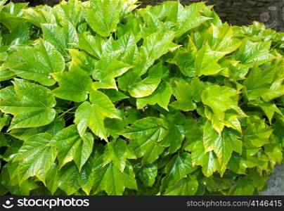 Green ivy on old stone wall