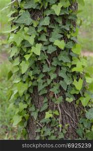 Green ivy plant creeping on tree trunk. Nature background.