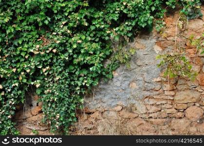 Green ivy plant growing on old grungy stone wall. Background texture.