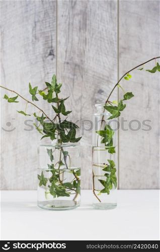 green ivy twigs different type glass vase against wooden wall