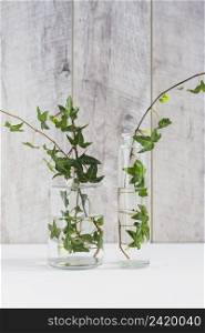 green ivy twigs different type glass vase against wooden wall