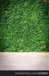 Green Ivy wall