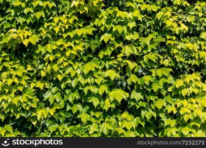 Green Ivy wall background in a beautiful summer day