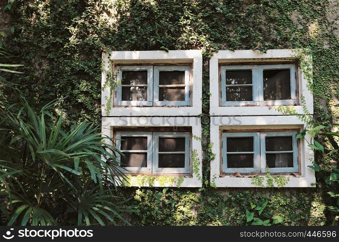 Green ivy wall plant on the old building with windows, spring summer background