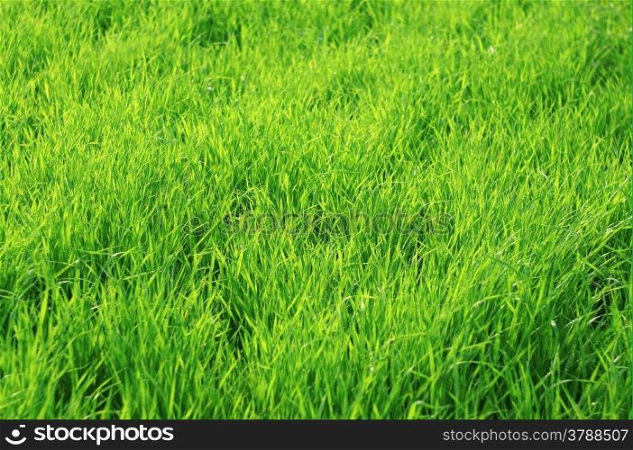 Green juicy grass as background