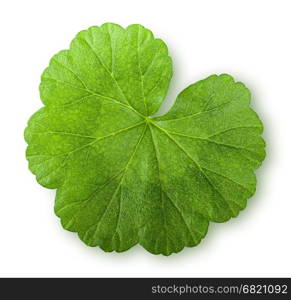 Green juicy leaf geranium top view isolated on white background