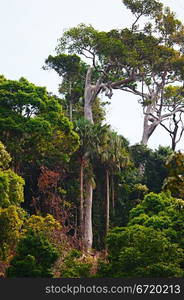 green jungle at summer day in Thailand