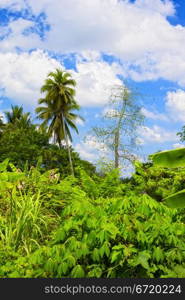 green jungle at summer day in Thailand