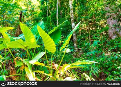 Green jungle forest nature landscape with big tropical trees