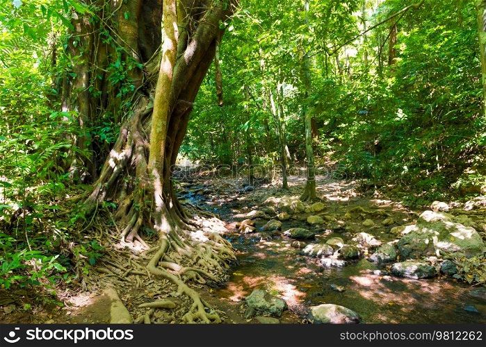 Green jungle forest nature landscape with river and big tropical trees