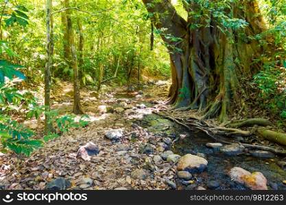 Green jungle forest nature landscape with river and big tropical trees