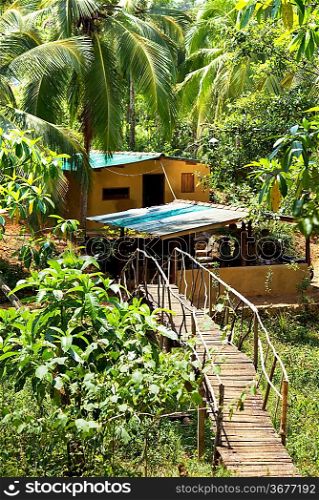 Green jungle on Sri Lanka