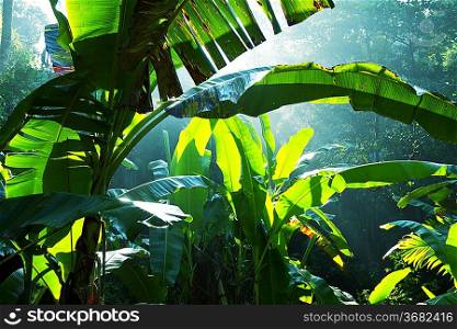 Green jungle on Sri Lanka