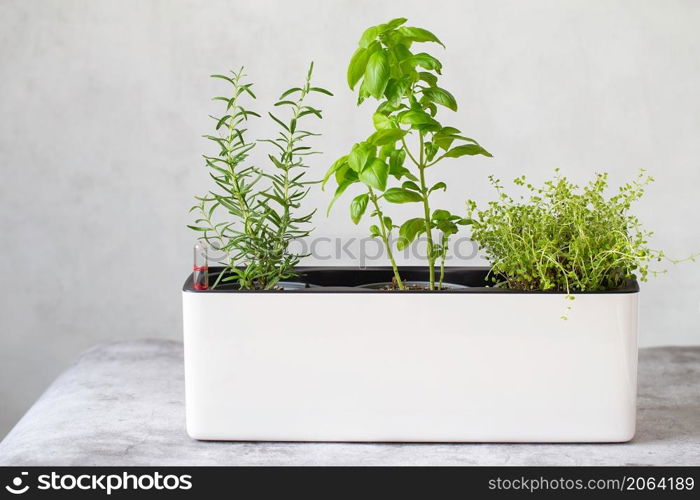 Green Kitchen herb plants. Mixed Green fresh aromatic herbs - thyme, basil, rosemary in pots. Aromatic spices Growing at home.