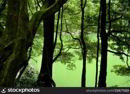 green lake in azores at the rain forest
