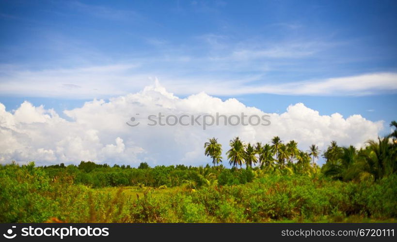 green landscape at summer day in Thailand