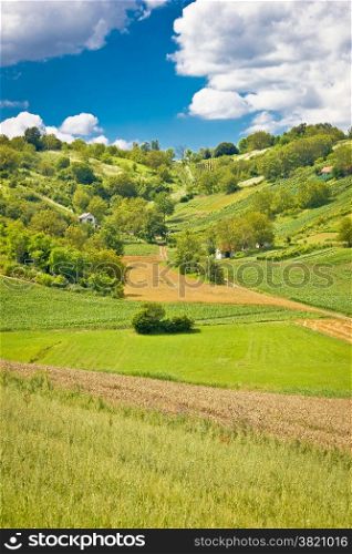 Green landscape hill with vineyards and cottages of Prigorje region in Croatia