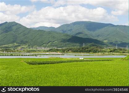 Green landscape in South Korea. Green landscape in South Korea with rice fields and mountains