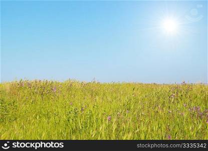 Green landscape with the sun and blue sky