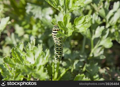 Green larva of butterfly