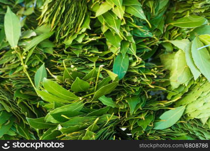 green laurel leaves. Fresh leaves of laurel