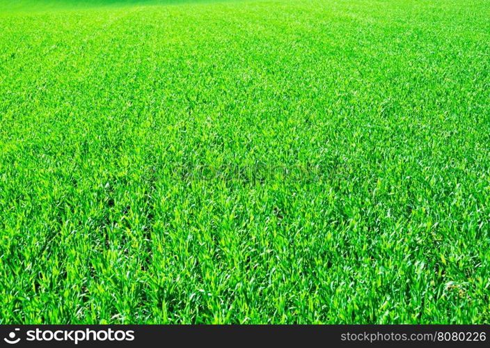 Green lawn for background