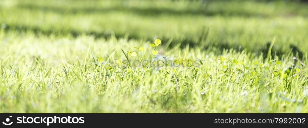 Green lawn grass close up
