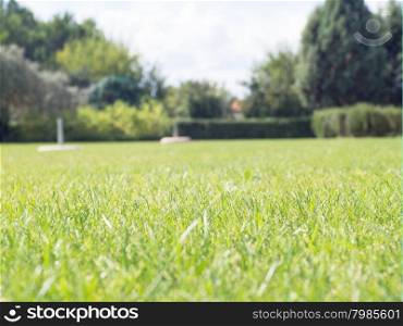 green lawn ground. Green grass see from animal and insect view