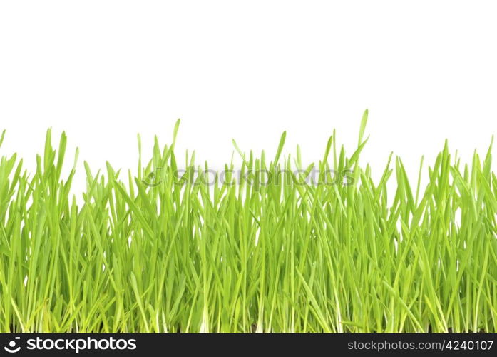 Green lawn isolated on white background