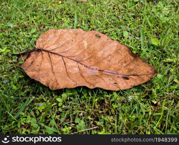 Green lawn with autumn leaves. Dry leaves falling on the grass.