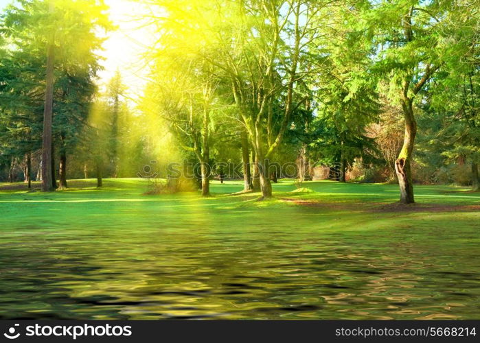 Green lawn with park trees under sunny light and reflection in water