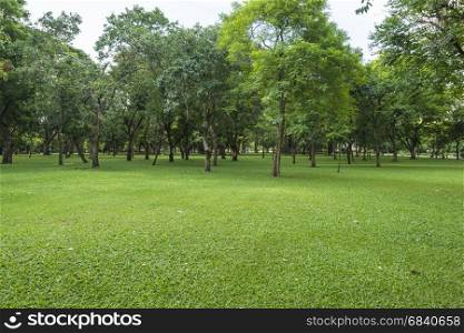 Green lawn with trees in park