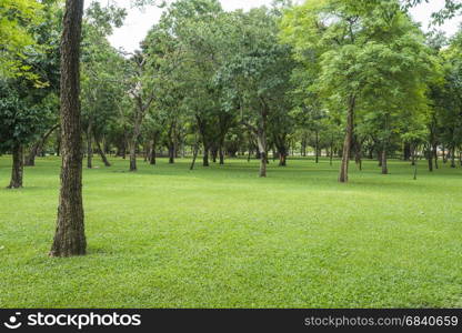 Green lawn with trees in park