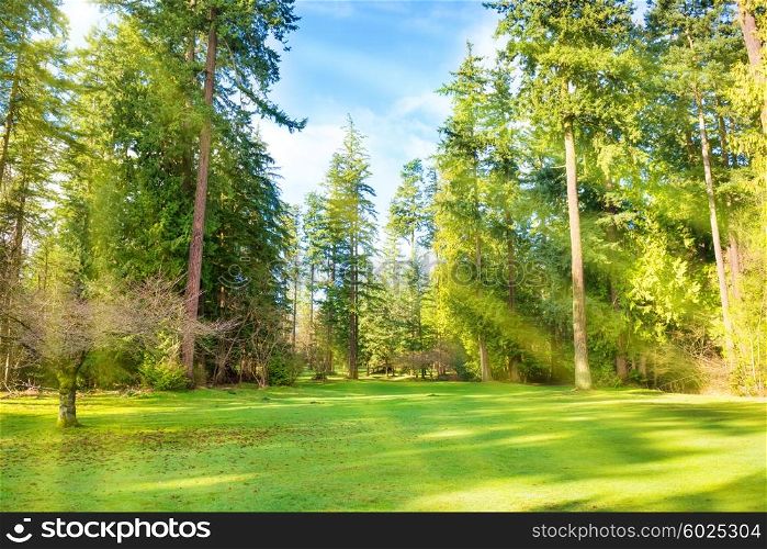 Green lawn with trees in park under sun light with rays
