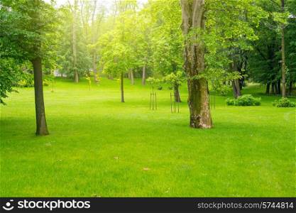 Green lawn with trees in park under sunny light