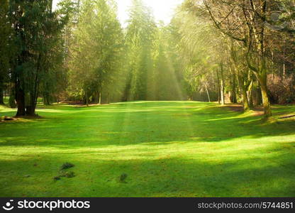 Green lawn with trees in park under sunny light