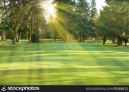Green lawn with trees in park with sunny light