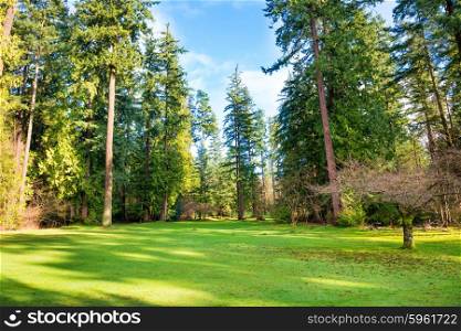 Green lawn with trees in the park under sun light