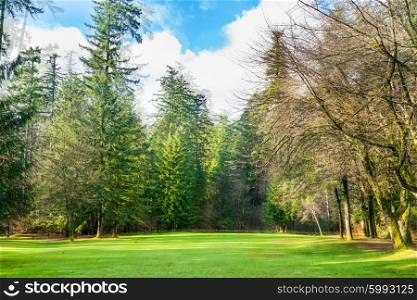 Green lawn with trees in the park under sun light