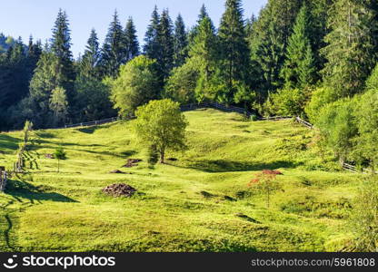 Green lawn with trees near forest. Natural landscape