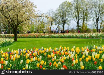 Green lawns with flowerd and Blooming Spring Tree in an Dutch Formal Garden Keukenhof, focus on tulips. Formal spring garden