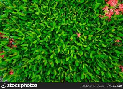 Green leaf