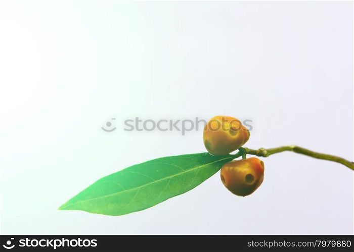green leaf and fruit