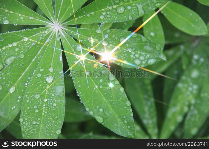 Green leaf and Water drop