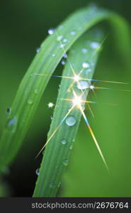 Green leaf and Water drop