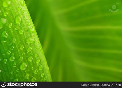 green leaf and water drop close up