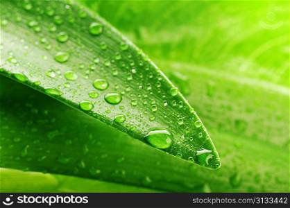 green leaf and water drop close up